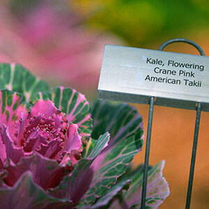 Flowering Kale - Crane Pink
