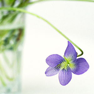 Violet - Viola missouriensis