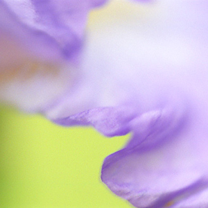 Watercolors - Iris